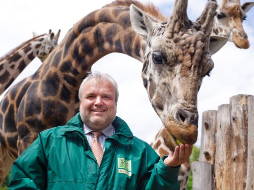 Zoo Leipzig Dr_Joerg_Junhold_und_Giraffenbulle_Max