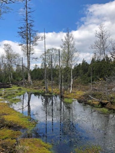 Das geplante Erweiterungsgebiet rund um das Finsterauer Filz liegt nordöstlich von Finsterau an der Grenze zu Tschechien © Ferienregion Nationalpark Bayerischer Wald