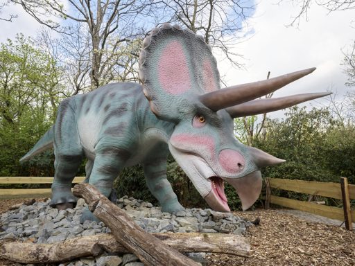 38_Triceratops im Zoo Leipzig_c_Zoo Leipzig