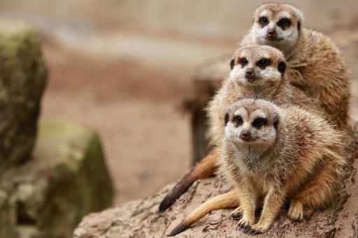 meerkats-5756042